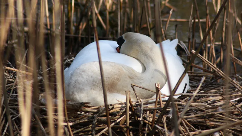 Mute Swan