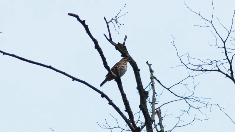 Song Thrush by Lawton Walker