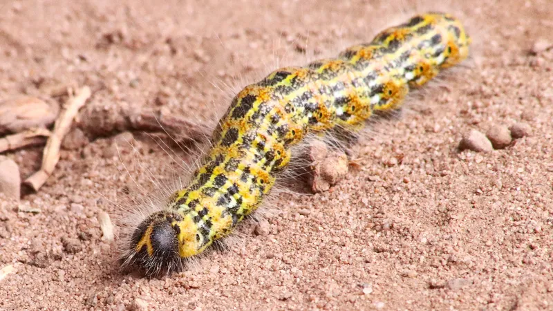 Buff-tip by Lawton Walker