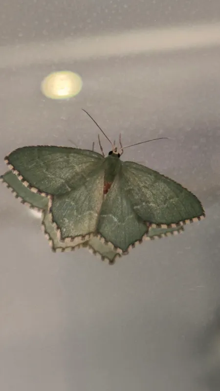 Large Emerald by Joe Biz