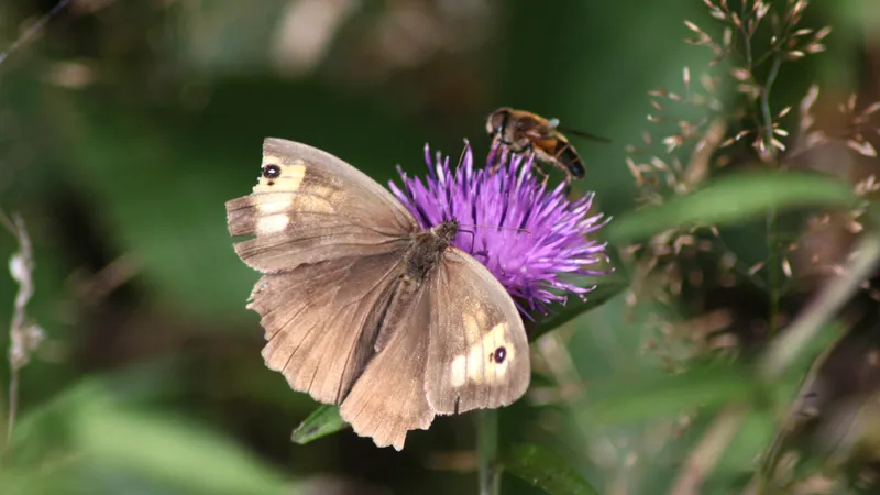 Meadow Brown by Lawton Walker