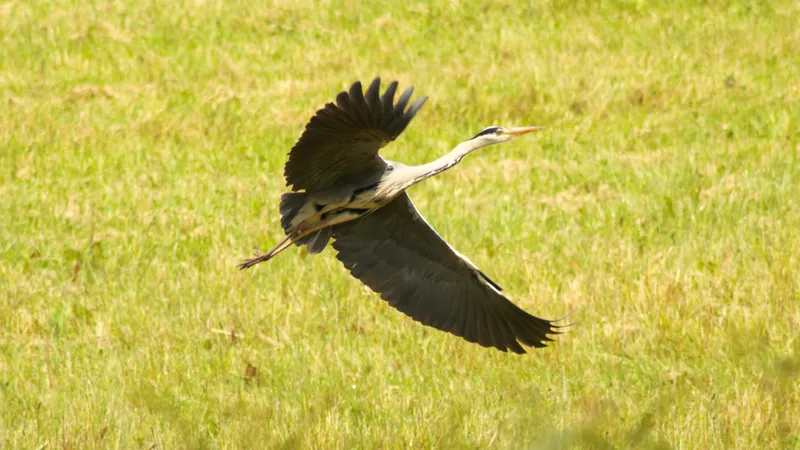 Grey Heron by Lawton Walker