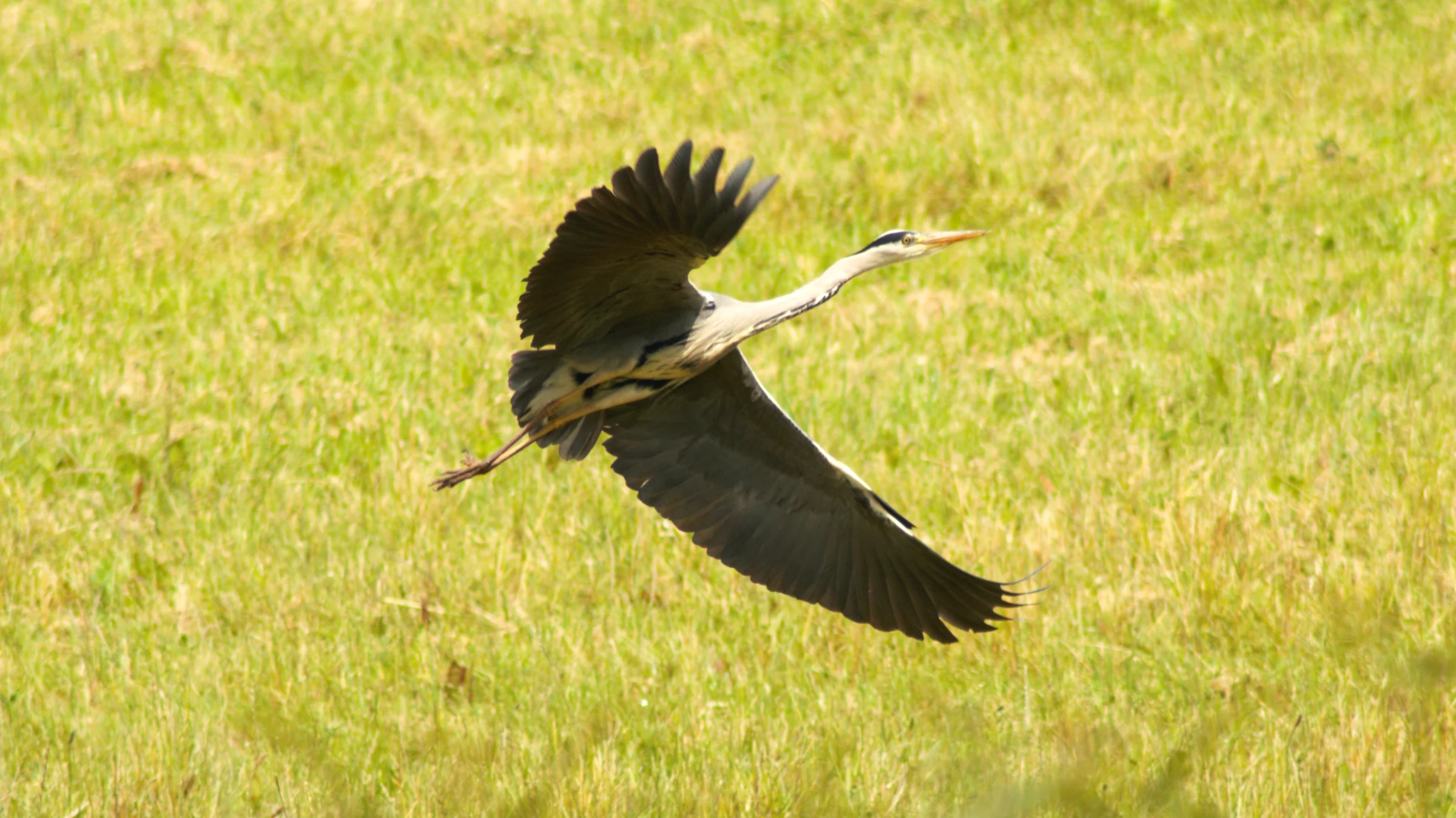 Grey Heron by Lawton Walker
