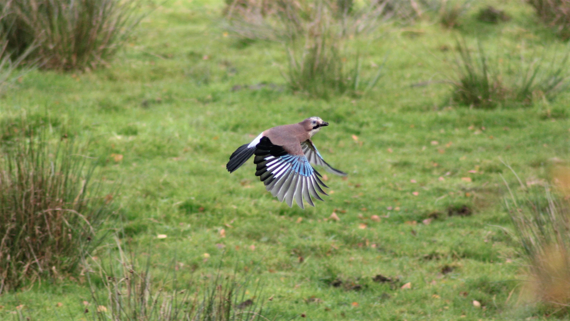 Jay by Lawton Walker