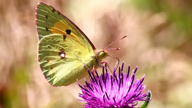 Clouded Yellow by Lawton Walker