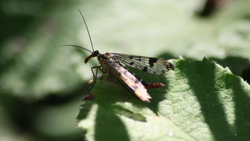 Scorpionfly by Lawton Walker
