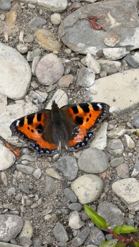 Panpunton, UK