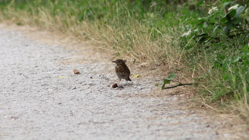 Song Thrush by Lawton Walker