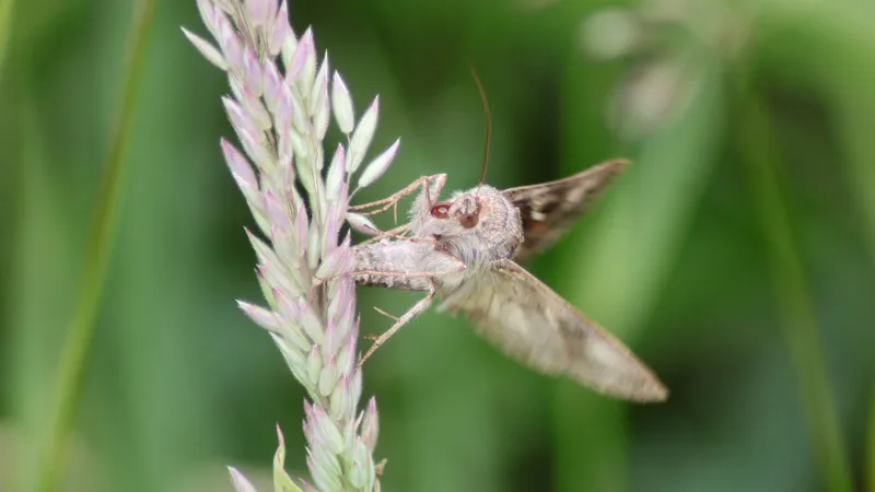 Silver Y Moth by Lawton Walker