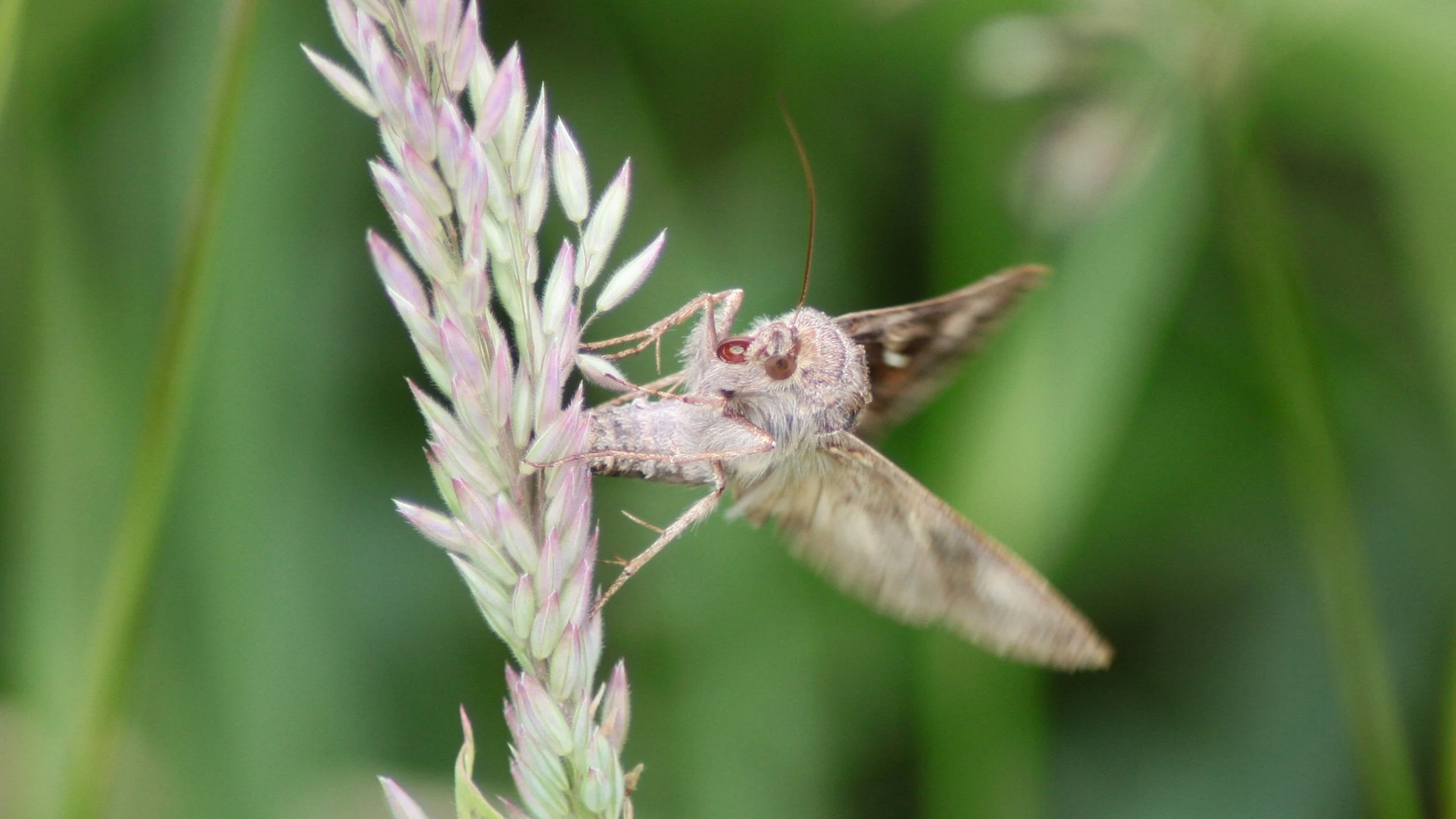 Silver Y Moth by Lawton Walker