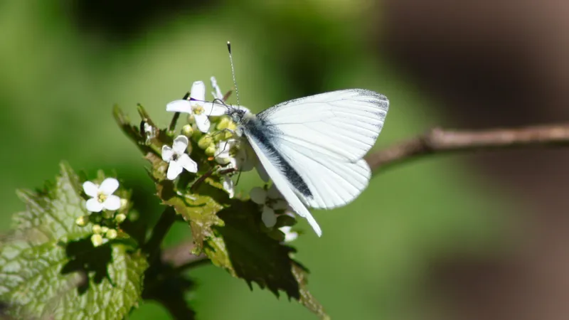 Small White by Lawton Walker