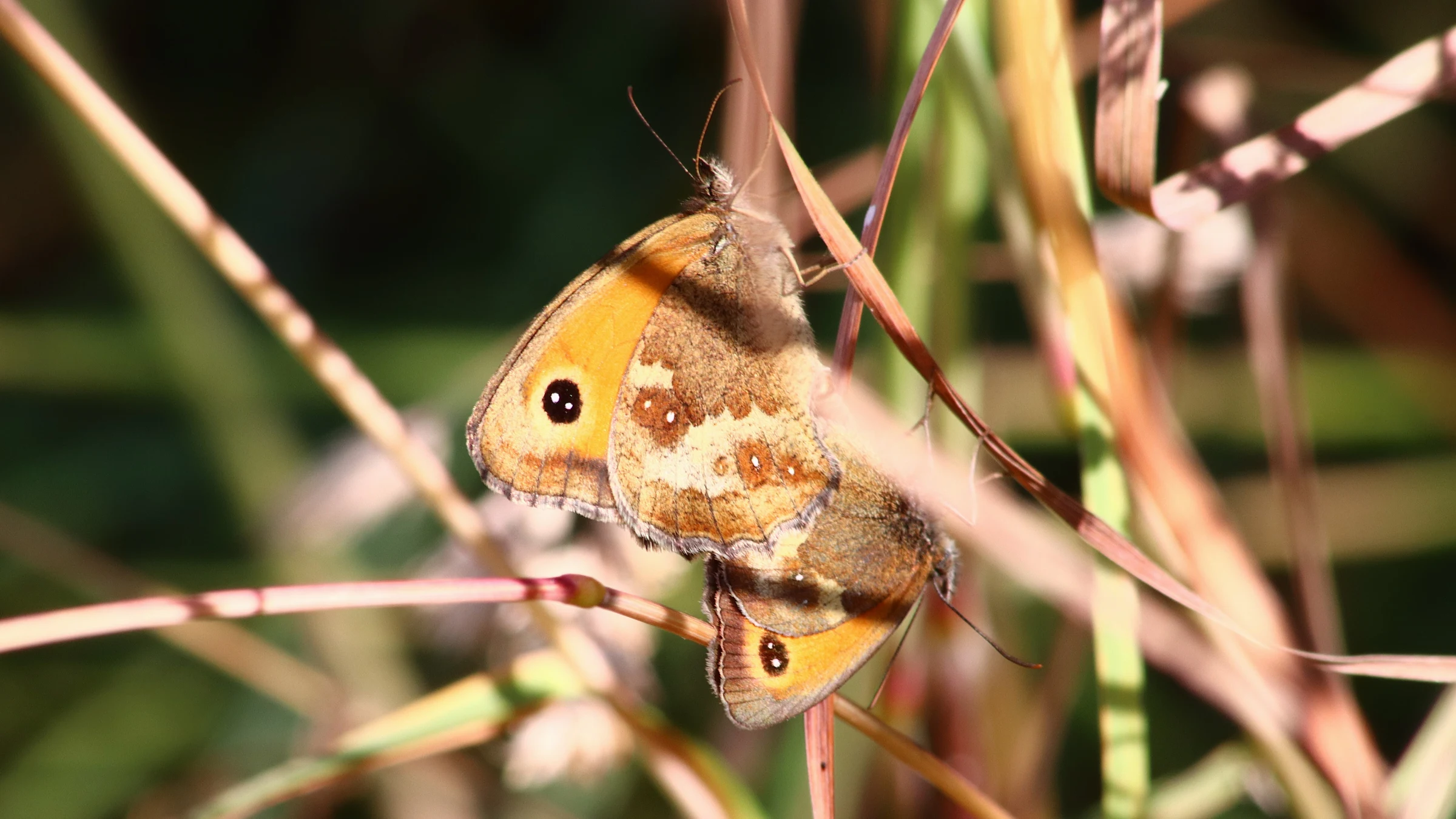 Gatekeeper by Lawton Walker
