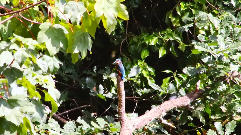 Kingfisher by Lawton Walker