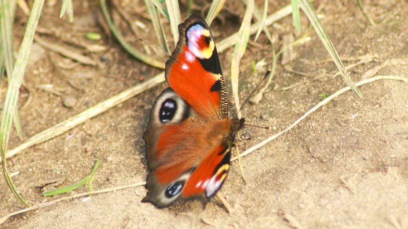 Peacock by Lawton Walker