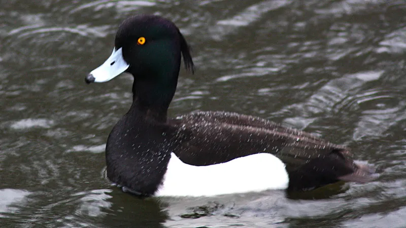 Tufted Duck