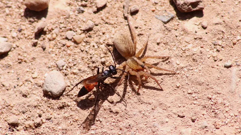 Spider Wasp by Lawton Walker