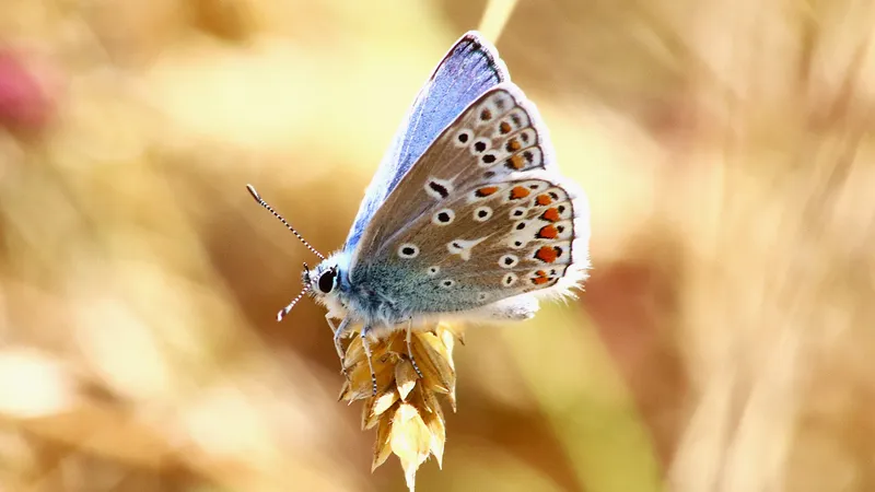 Common Blue by Lawton Walker