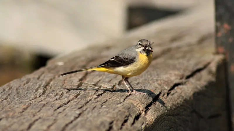 Grey Wagtail