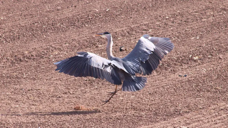 Grey Heron by Lawton Walker
