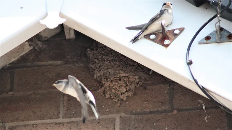 House Martin by Lawton Walker
