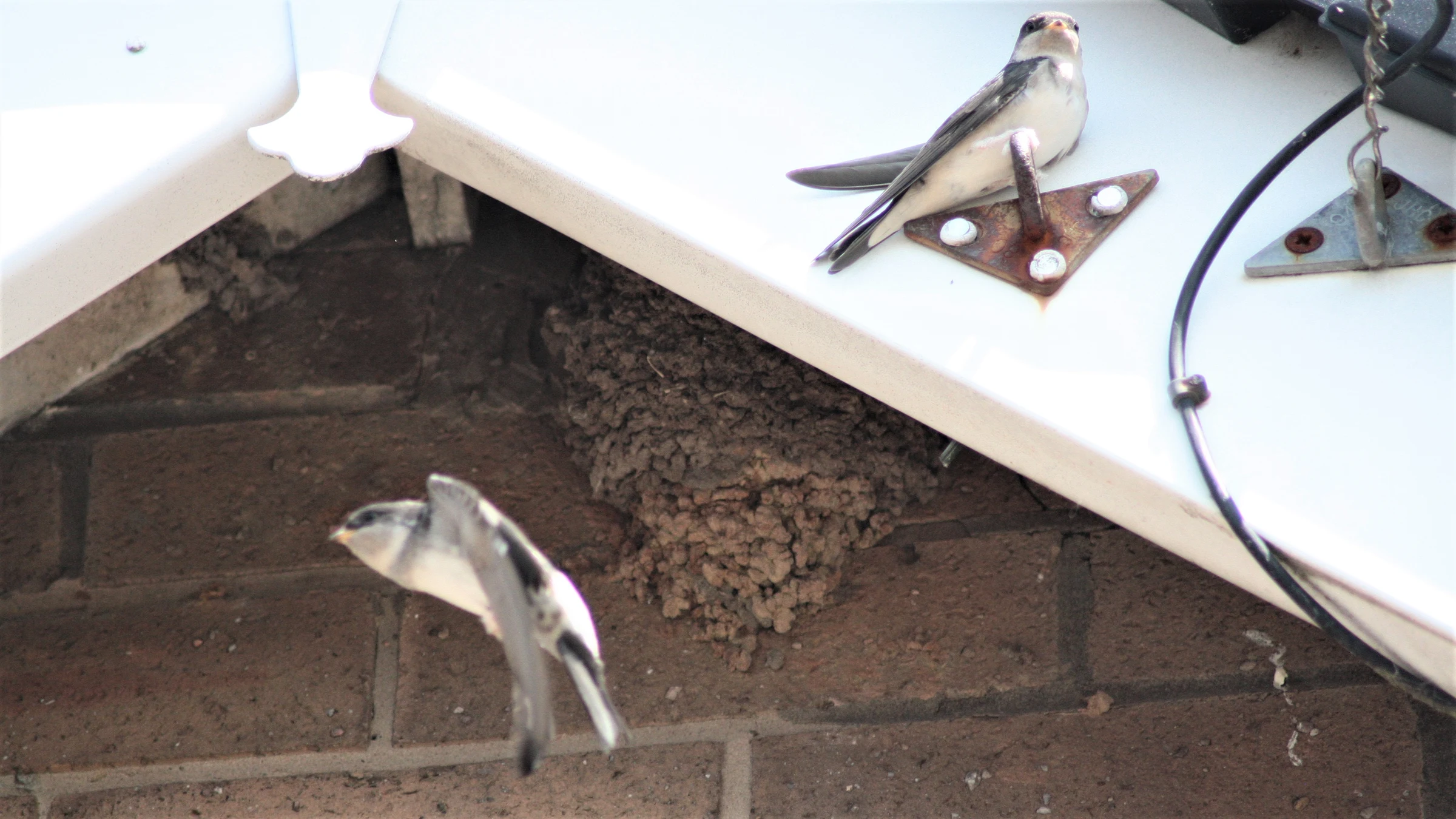 House Martin by Lawton Walker