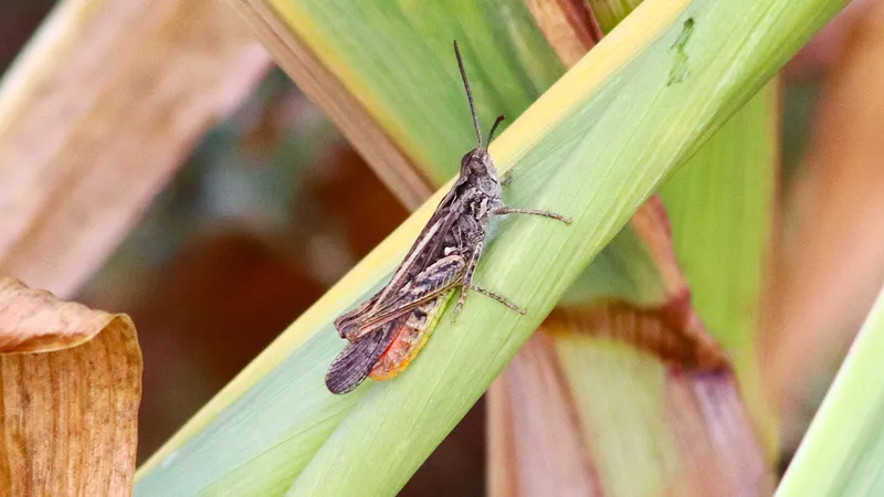 Common Field Grasshopper by Lawton Walker