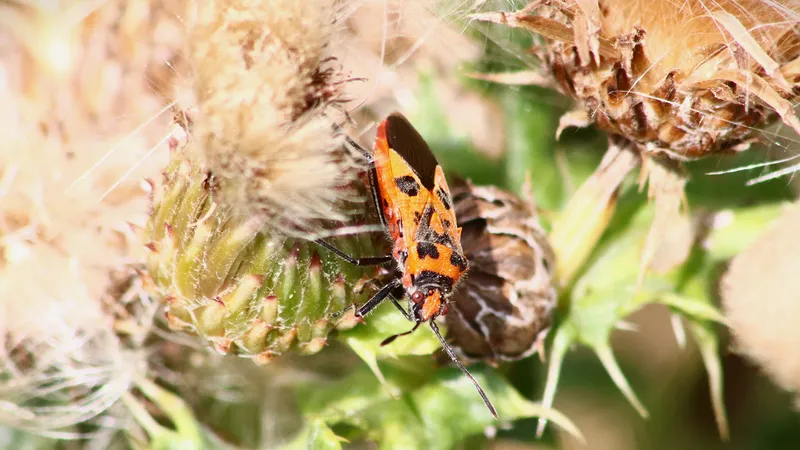 Cinnamon Bug by Lawton Walker