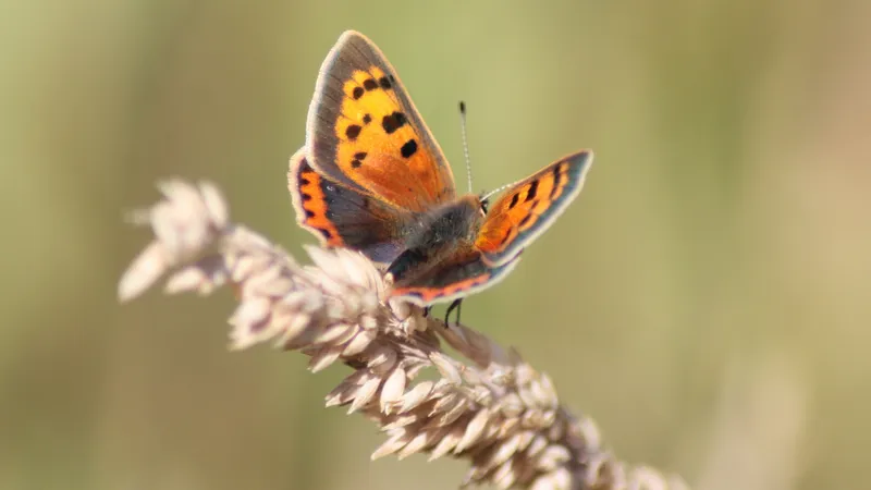 Small Copper by Lawton Walker