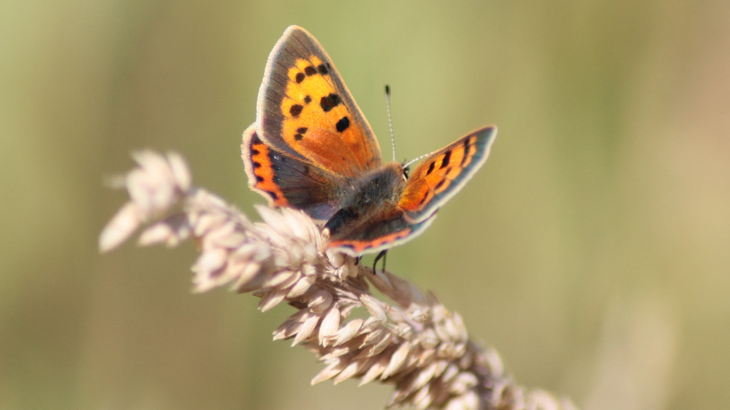 Small Copper by Lawton Walker