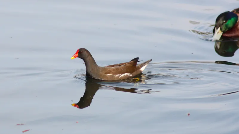 Moorhen
