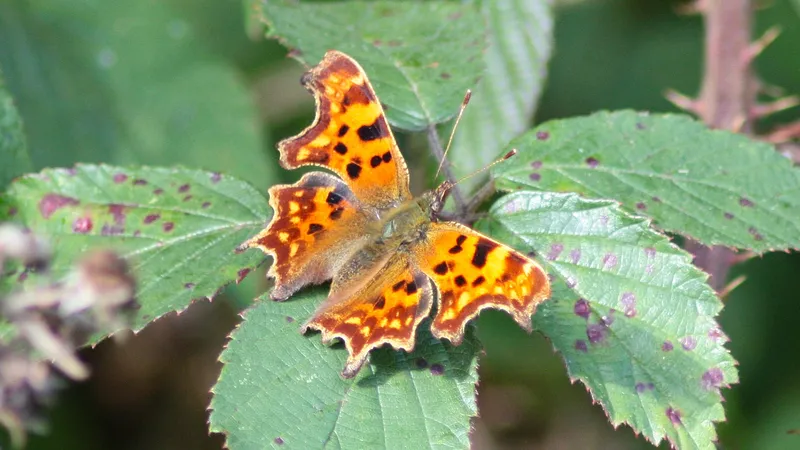 Comma by Lawton Walker