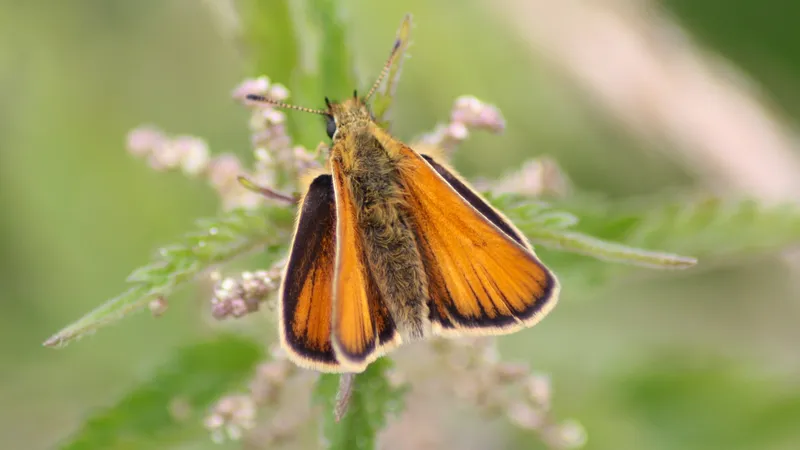 Essex Skipper by Lawton Walker