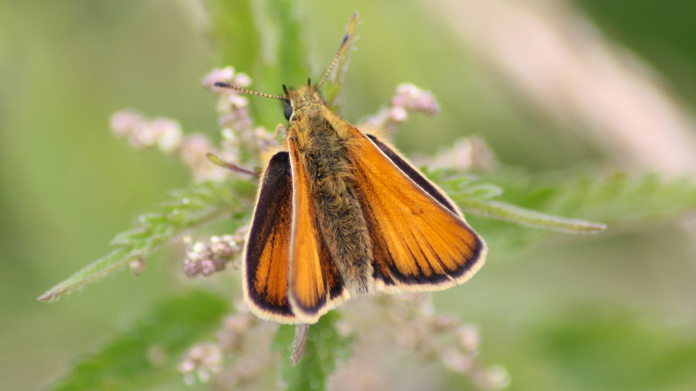 Essex Skipper by Lawton Walker