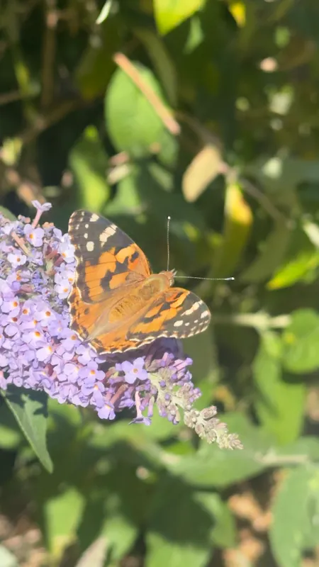 Painted Lady by Joe Biz
