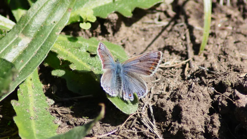 Common Blue by Lawton Walker