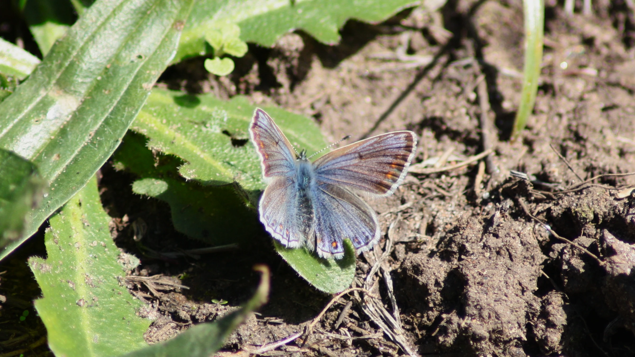 Common Blue by Lawton Walker
