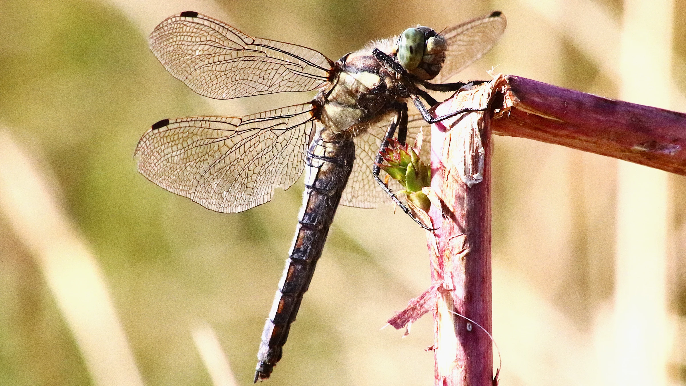 Black-tailed Skimmer by Lawton Walker