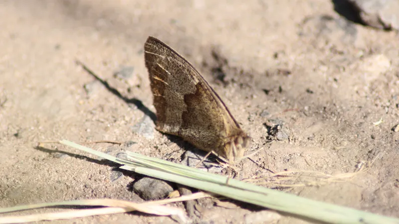 Grayling by Lawton Walker