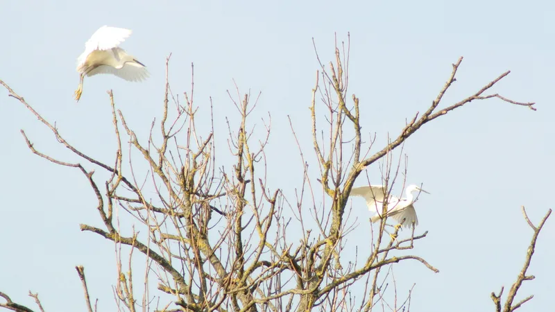 Little Egret