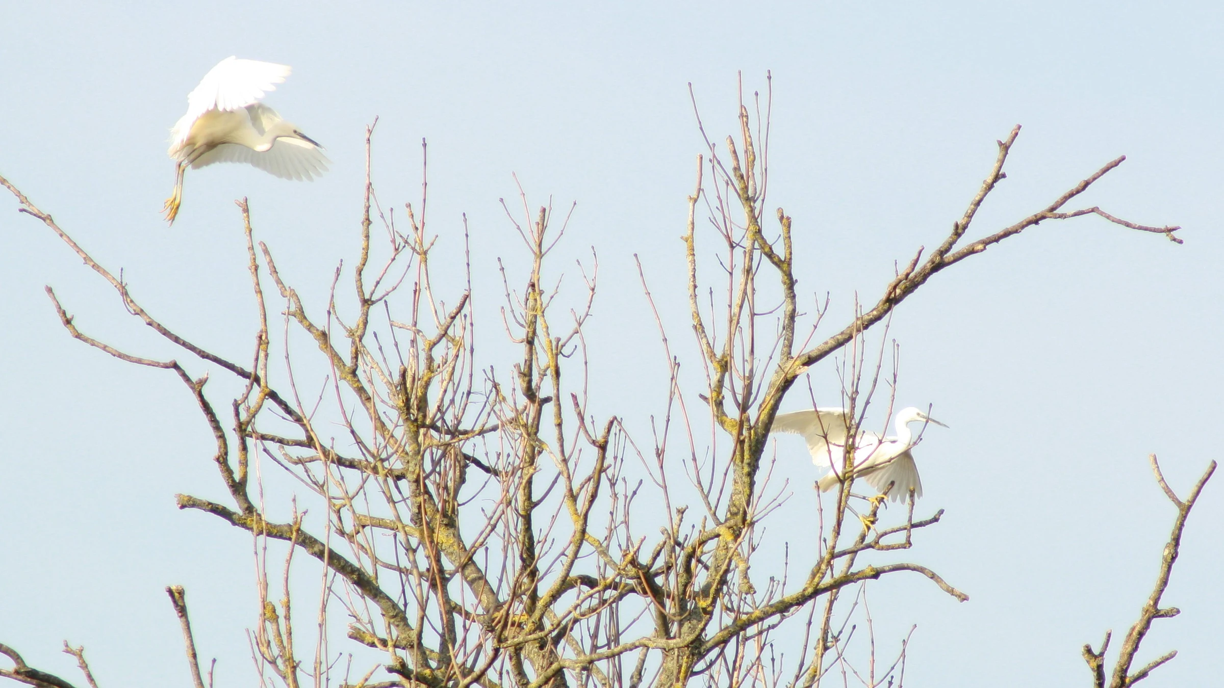 Little Egret by Lawton Walker