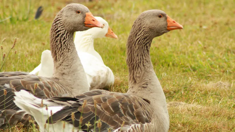 Greylag Goose