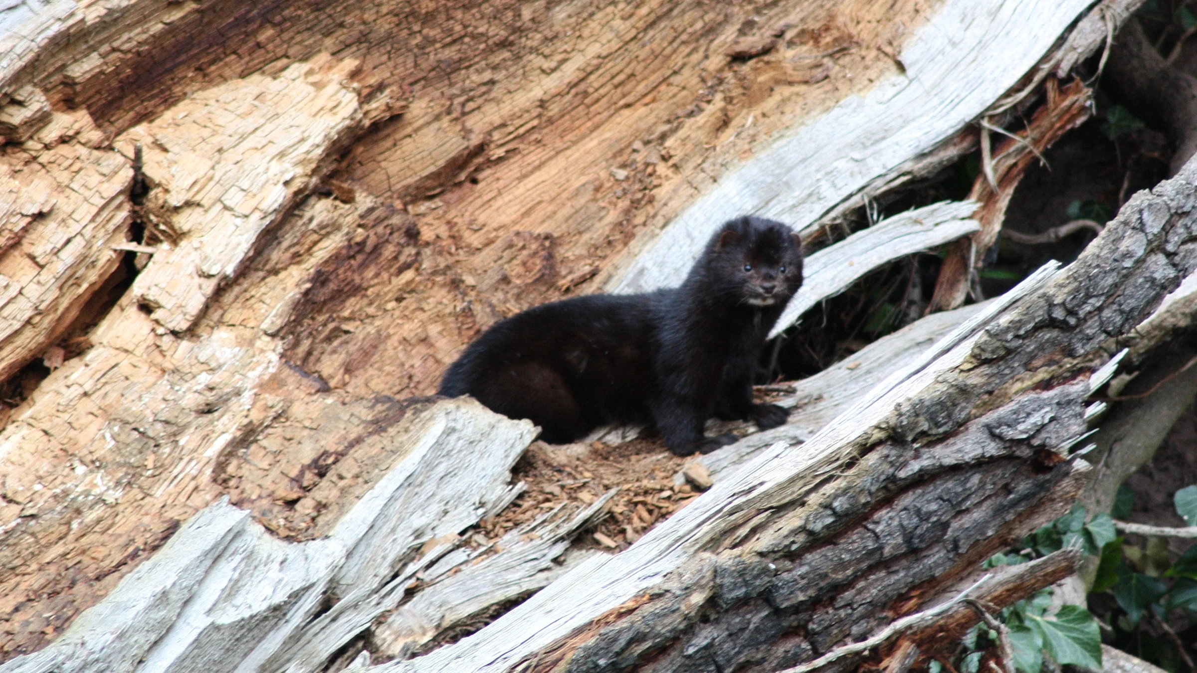 Mink by Lawton Walker