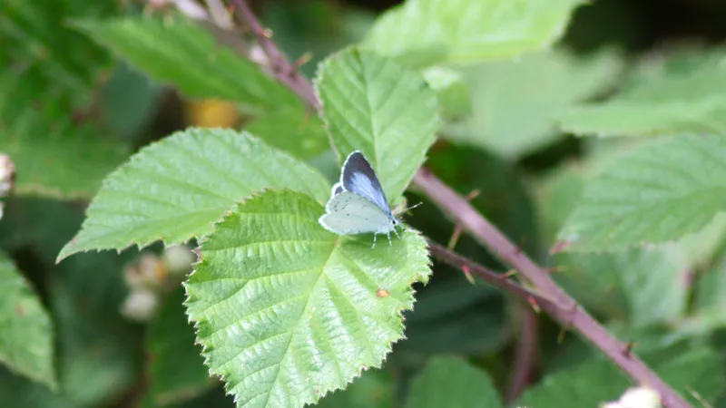 Holly Blue by Lawton Walker