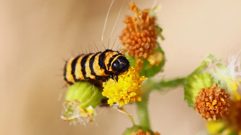 Cinnabar by Lawton Walker