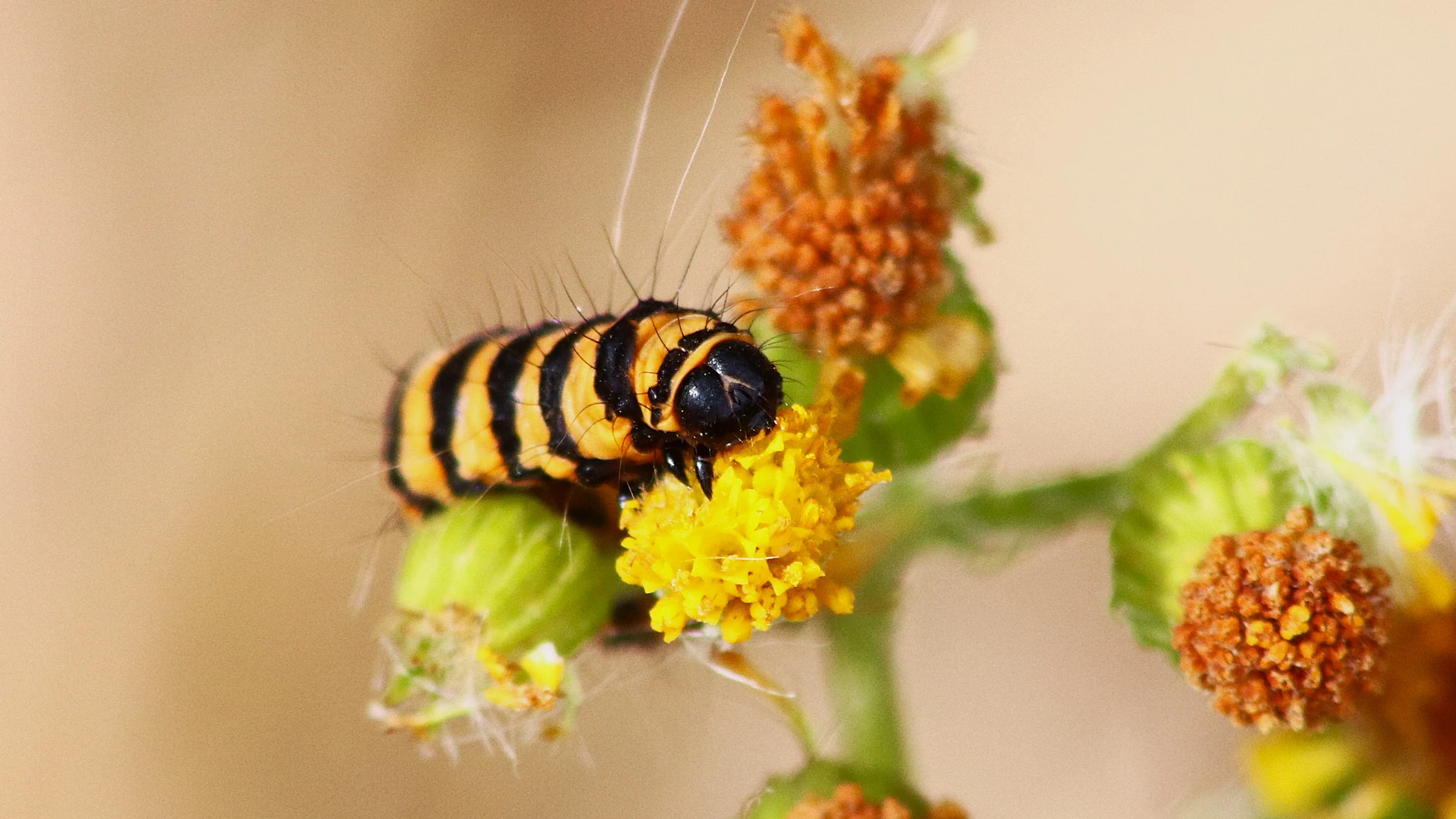 Cinnabar by Lawton Walker