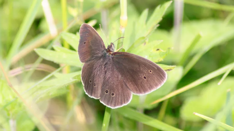 Ringlet by Lawton Walker
