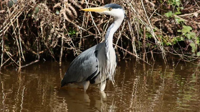 Grey Heron
