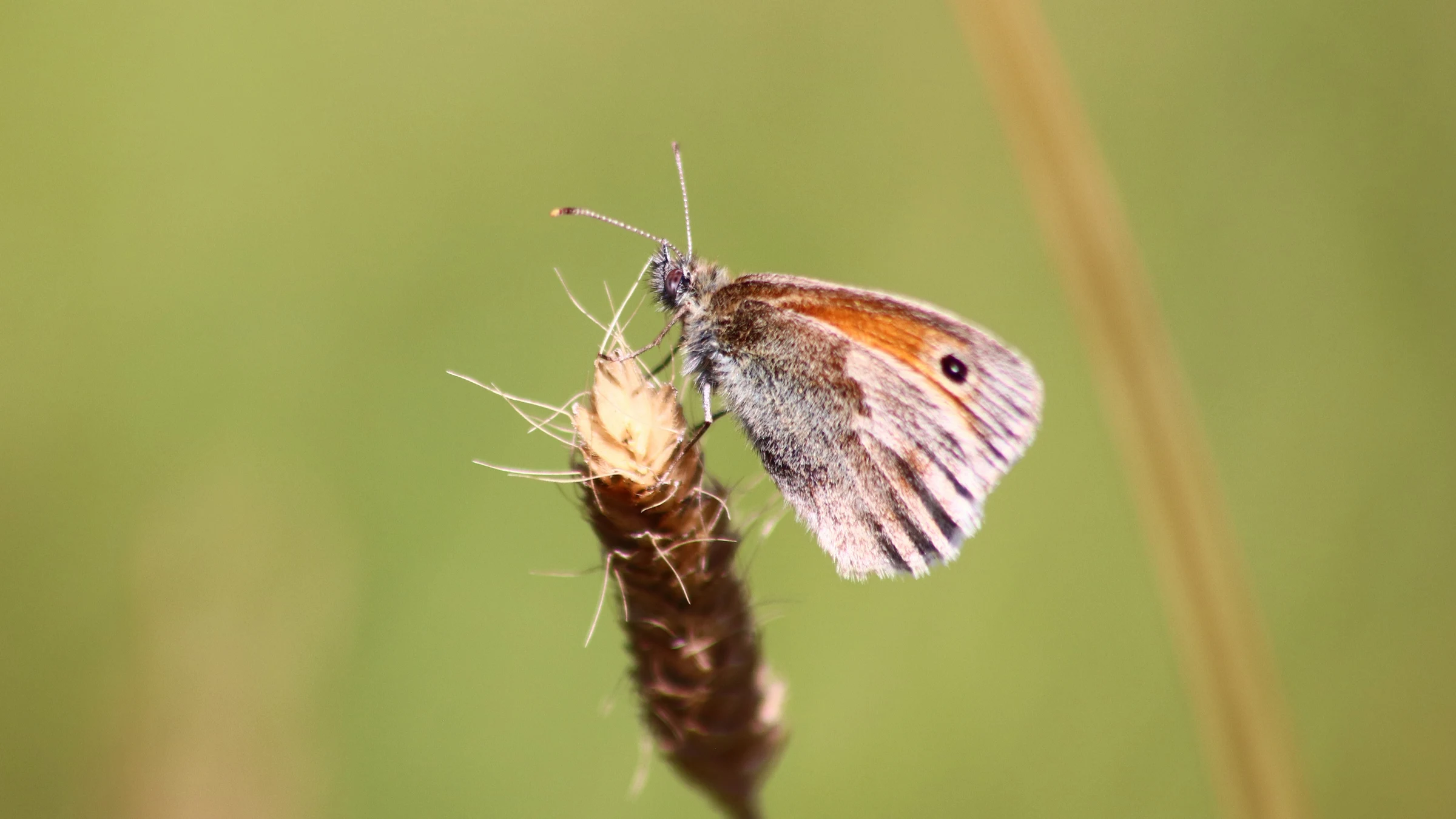 Small Heath by Lawton Walker