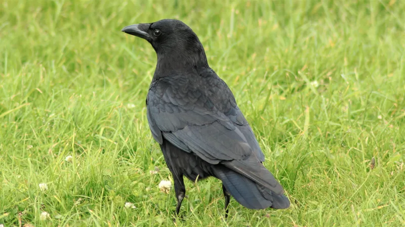 Carrion Crow
