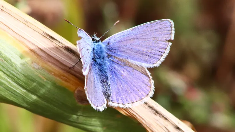 Common Blue by Lawton Walker